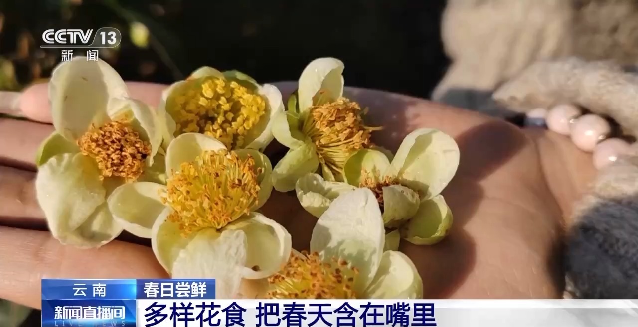 橘花、攀枝花、茶花上餐桌啦 快来品尝“春天的味道”