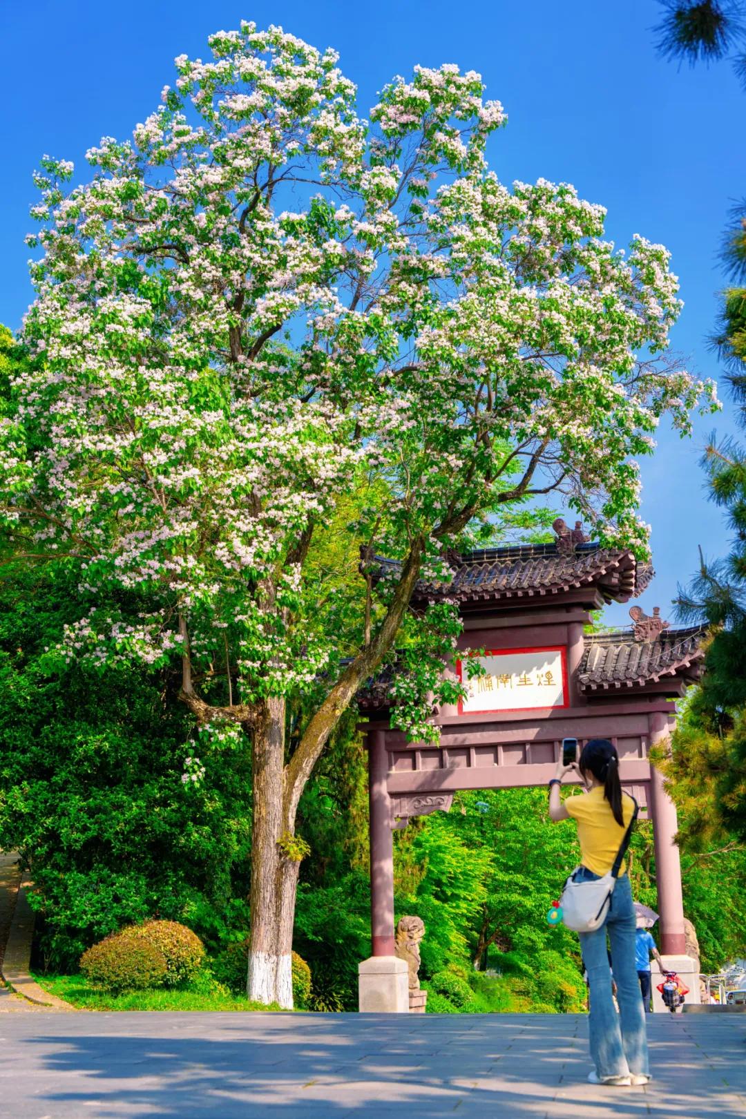 黄鹤楼新机位，红得发紫！